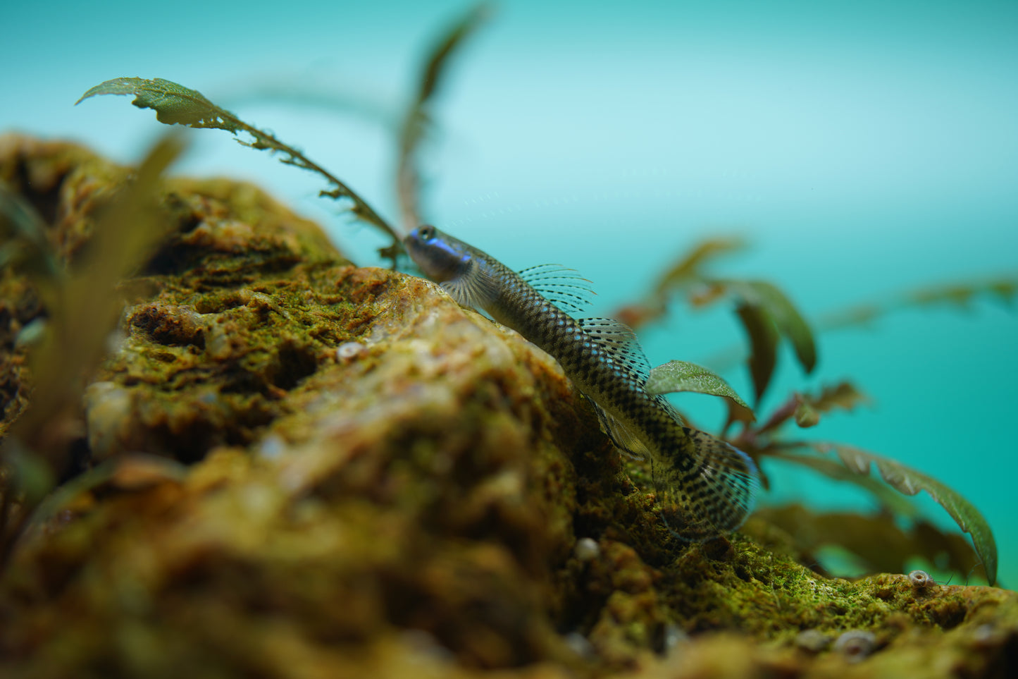 Neon blue goby