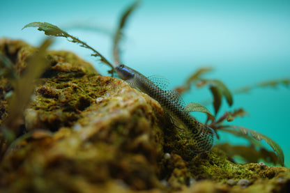 Neon blue goby