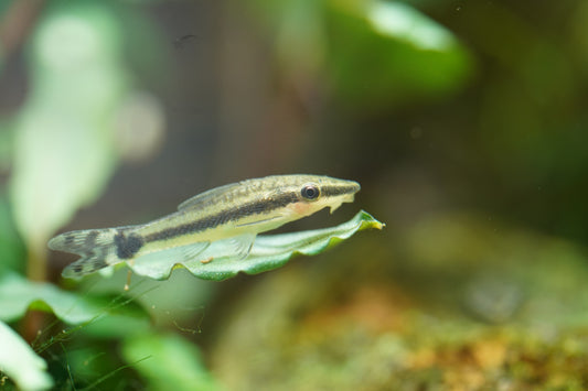 Otocinclus Catfish