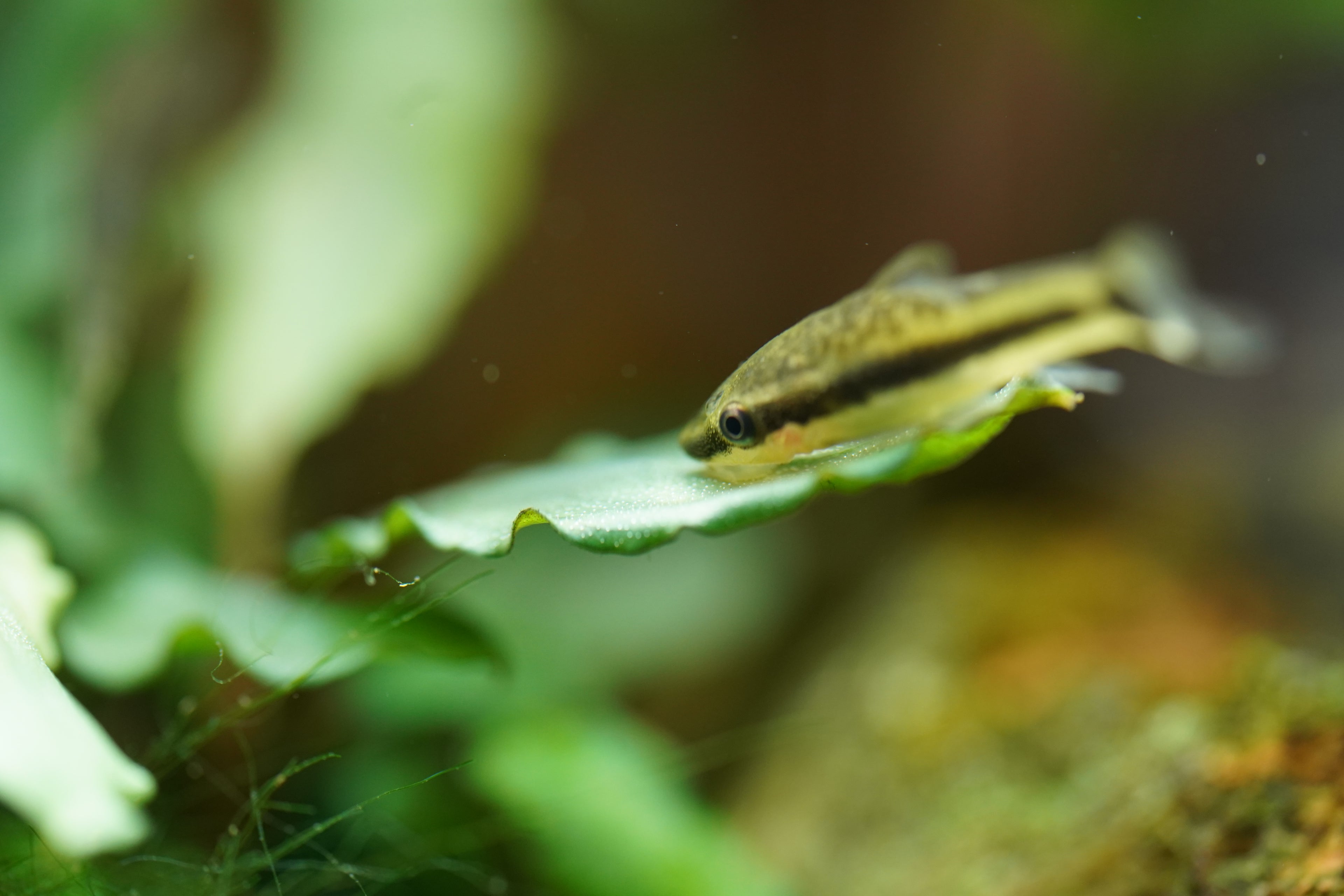 Otocinclus Catfish