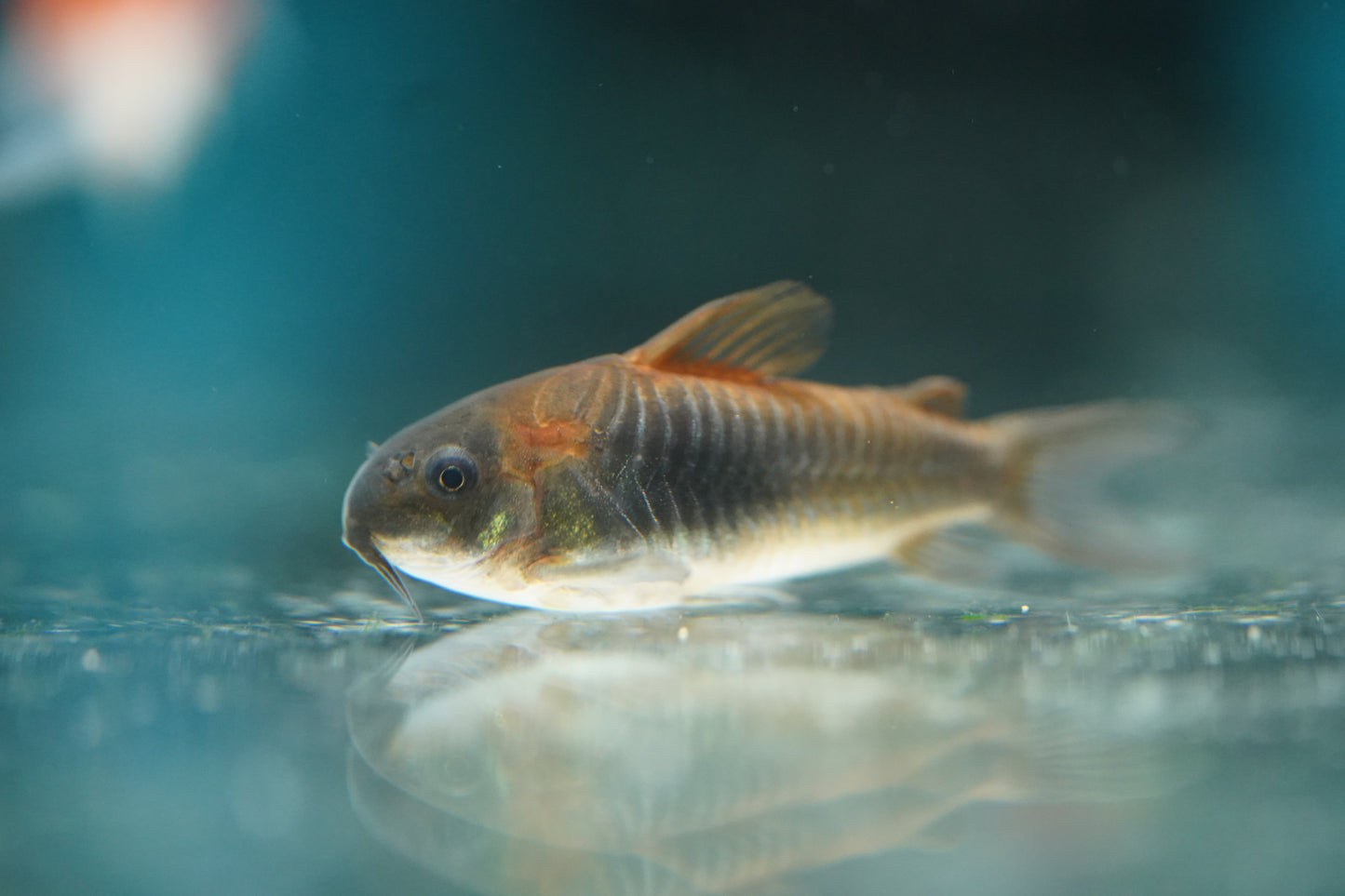 Orange Venezuelan Corydora