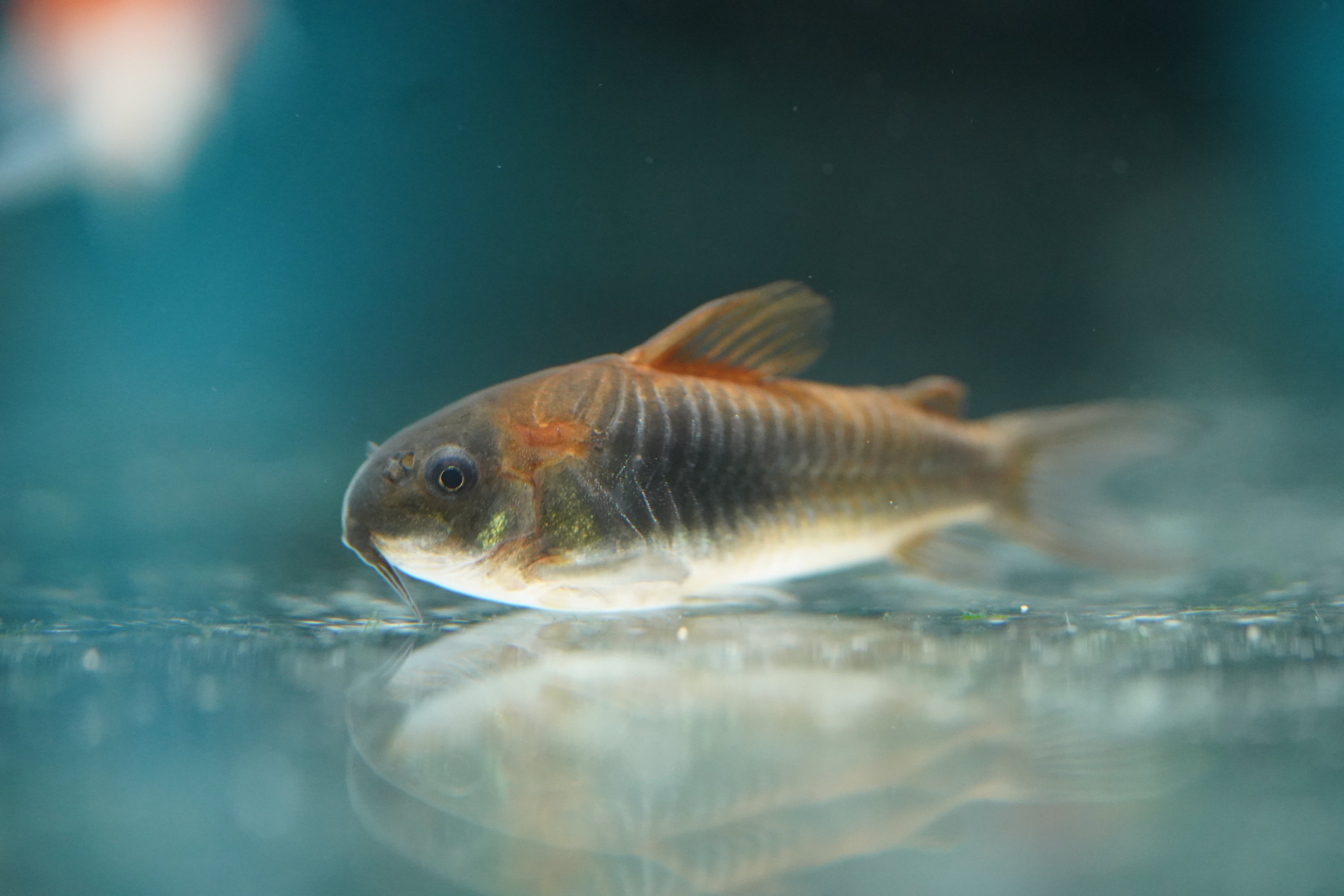 Orange Venezuelan Corydora