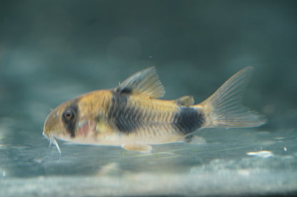 Two-Saddle Corydora
