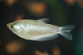 Moonlight Gourami