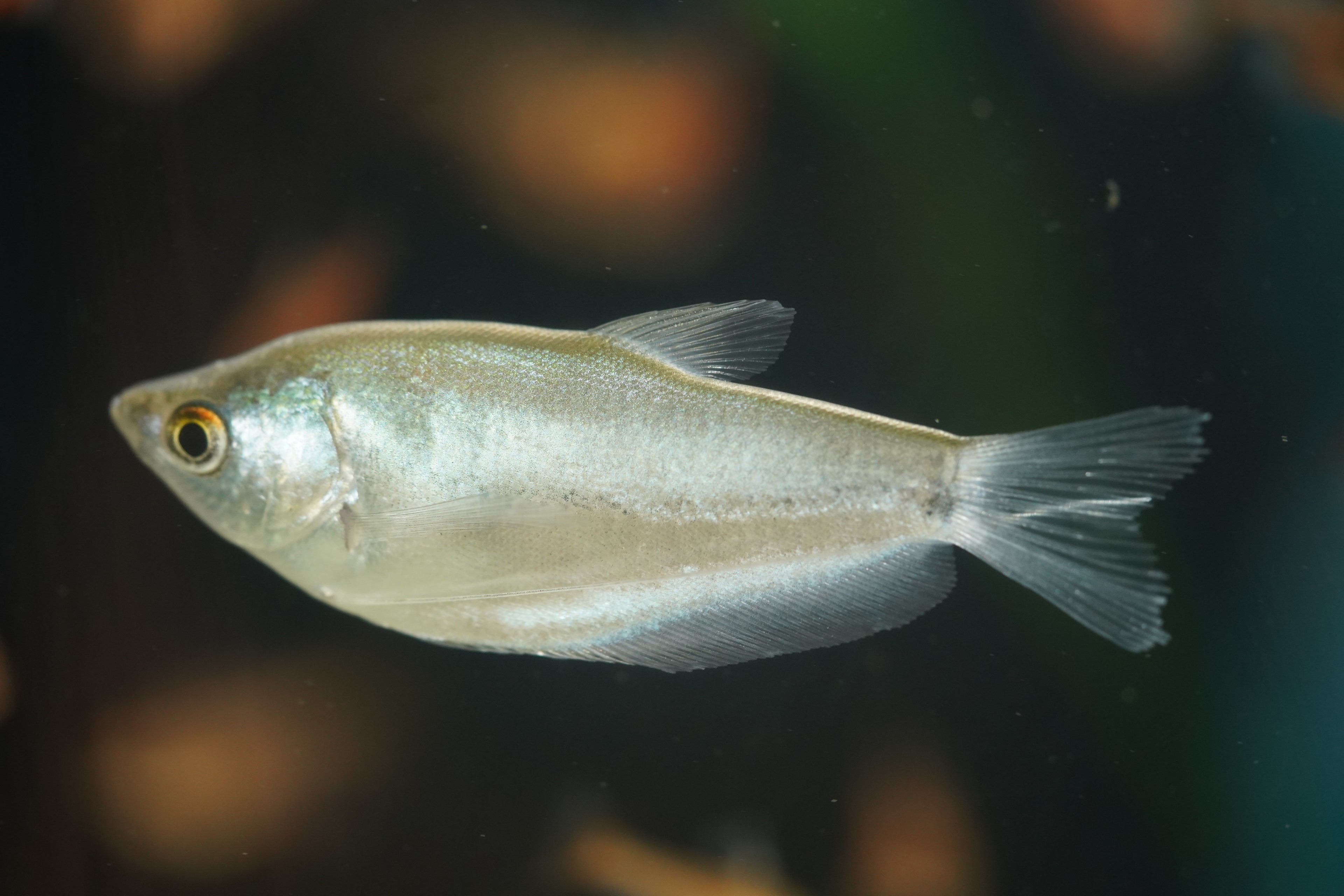 Moonlight Gourami