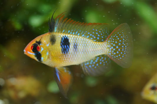 Blue Ram German Strain