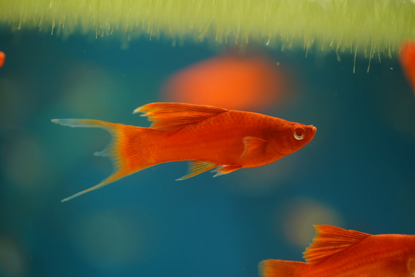 Firecracker Lyretail Swordtail