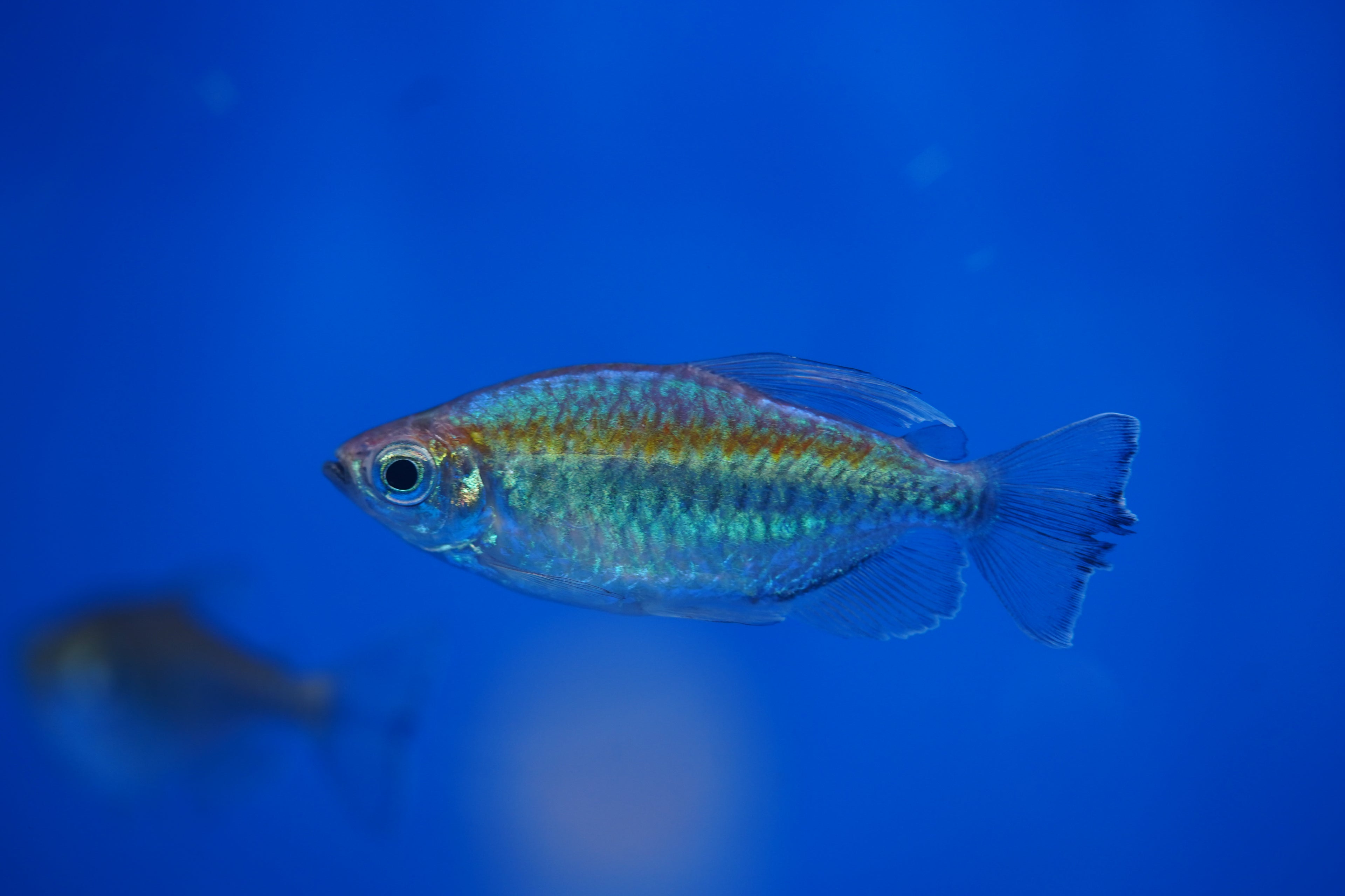 Congo Tetra