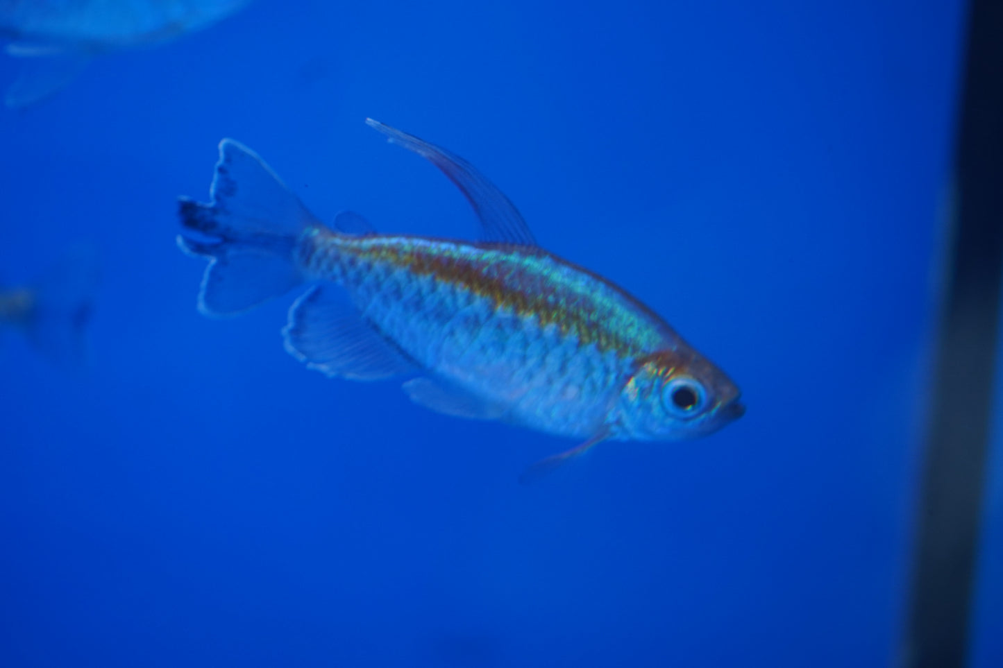 Congo Tetra