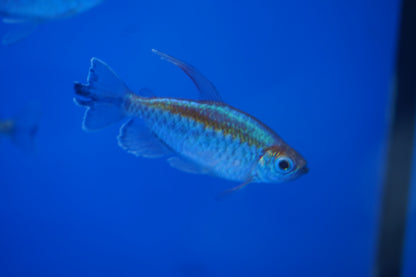 Congo Tetra