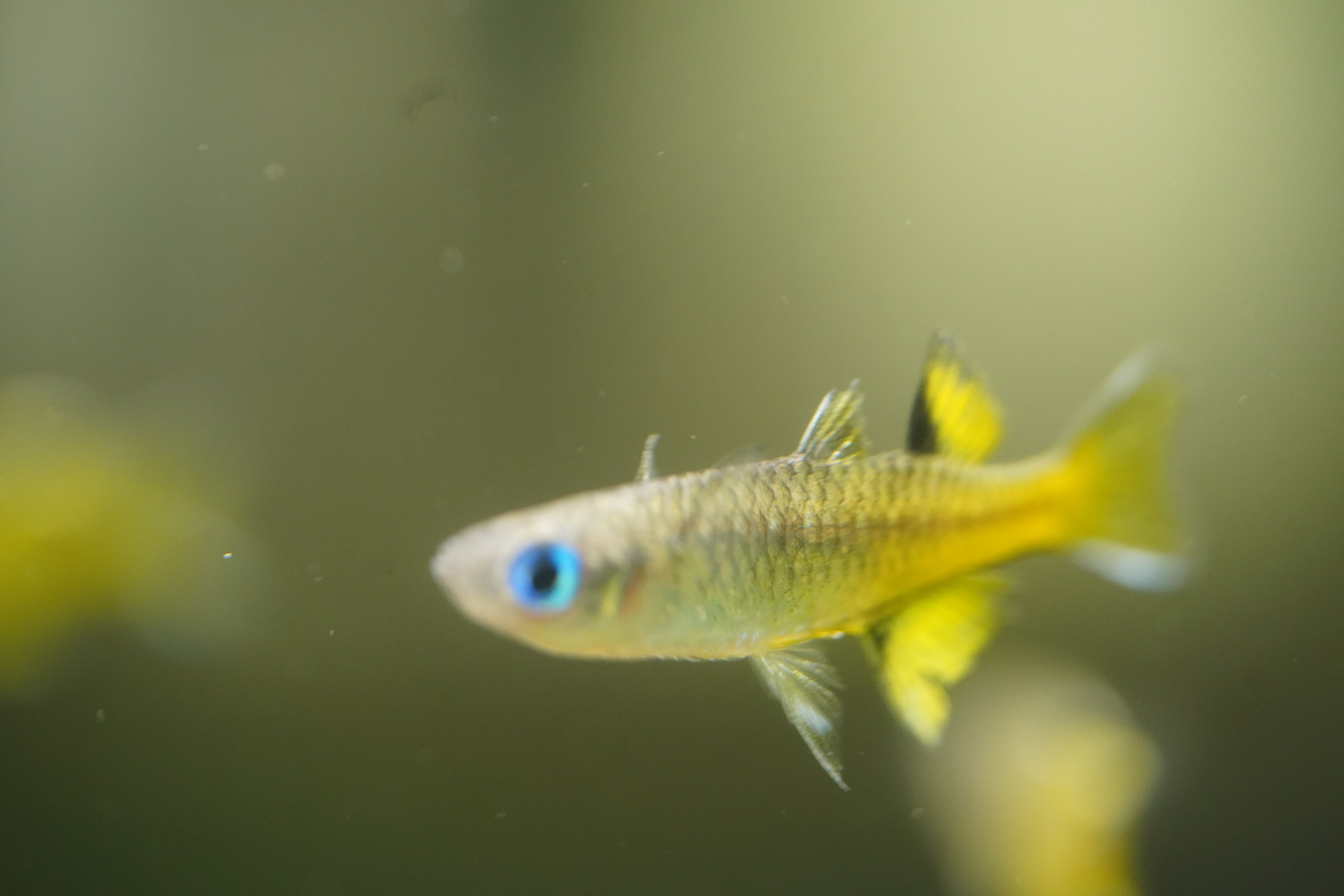 Pacific Blue-Eyes