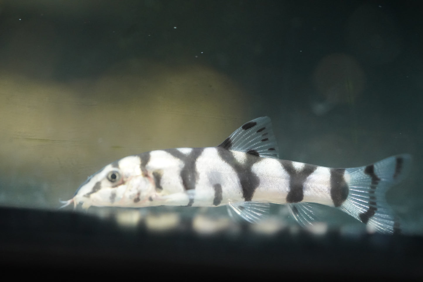 Yoyo Loach