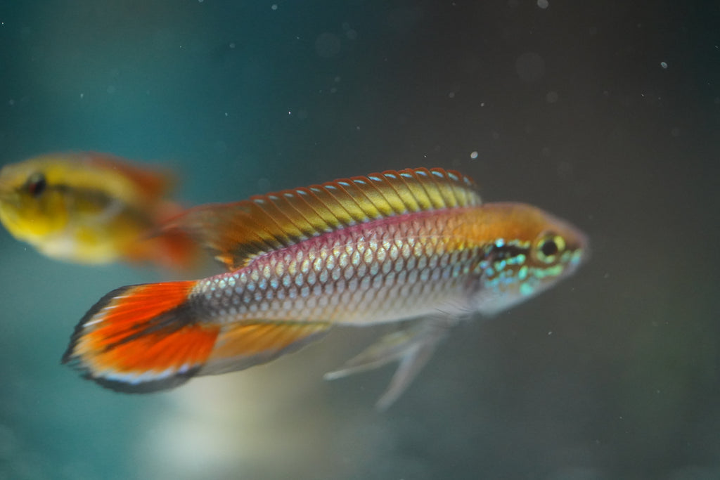 Apistogramma Agassizii