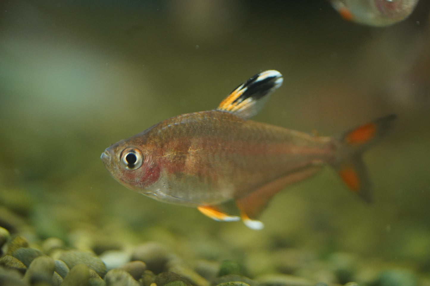 White Fin Ornate Tetra
