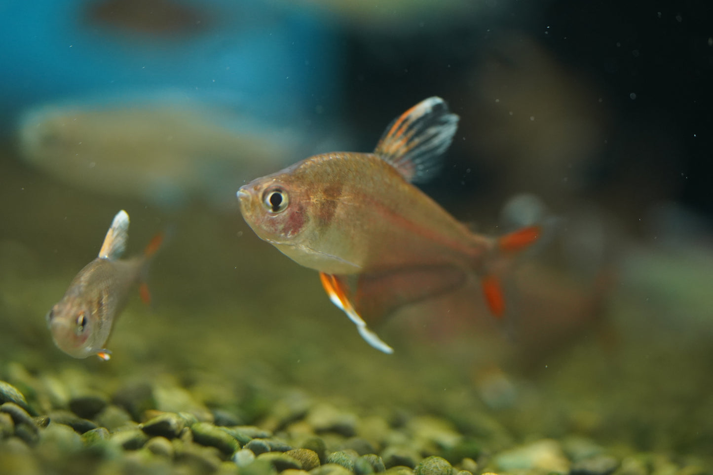 White Fin Ornate Tetra