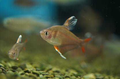 White Fin Ornate Tetra