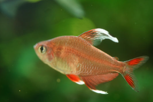 White Fin Ornate Tetra