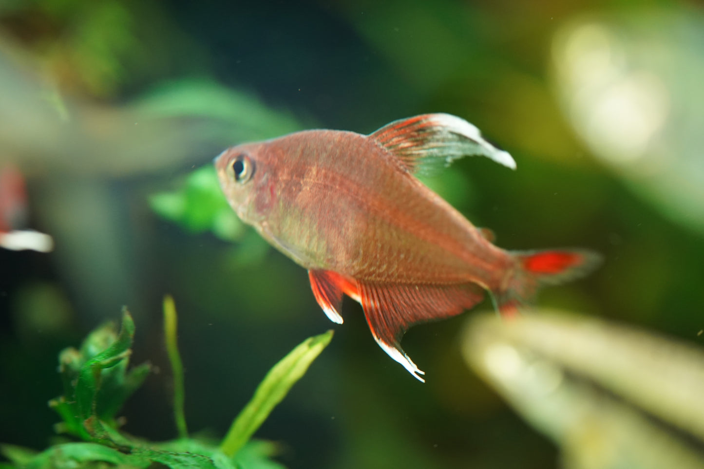 White Fin Ornate Tetra
