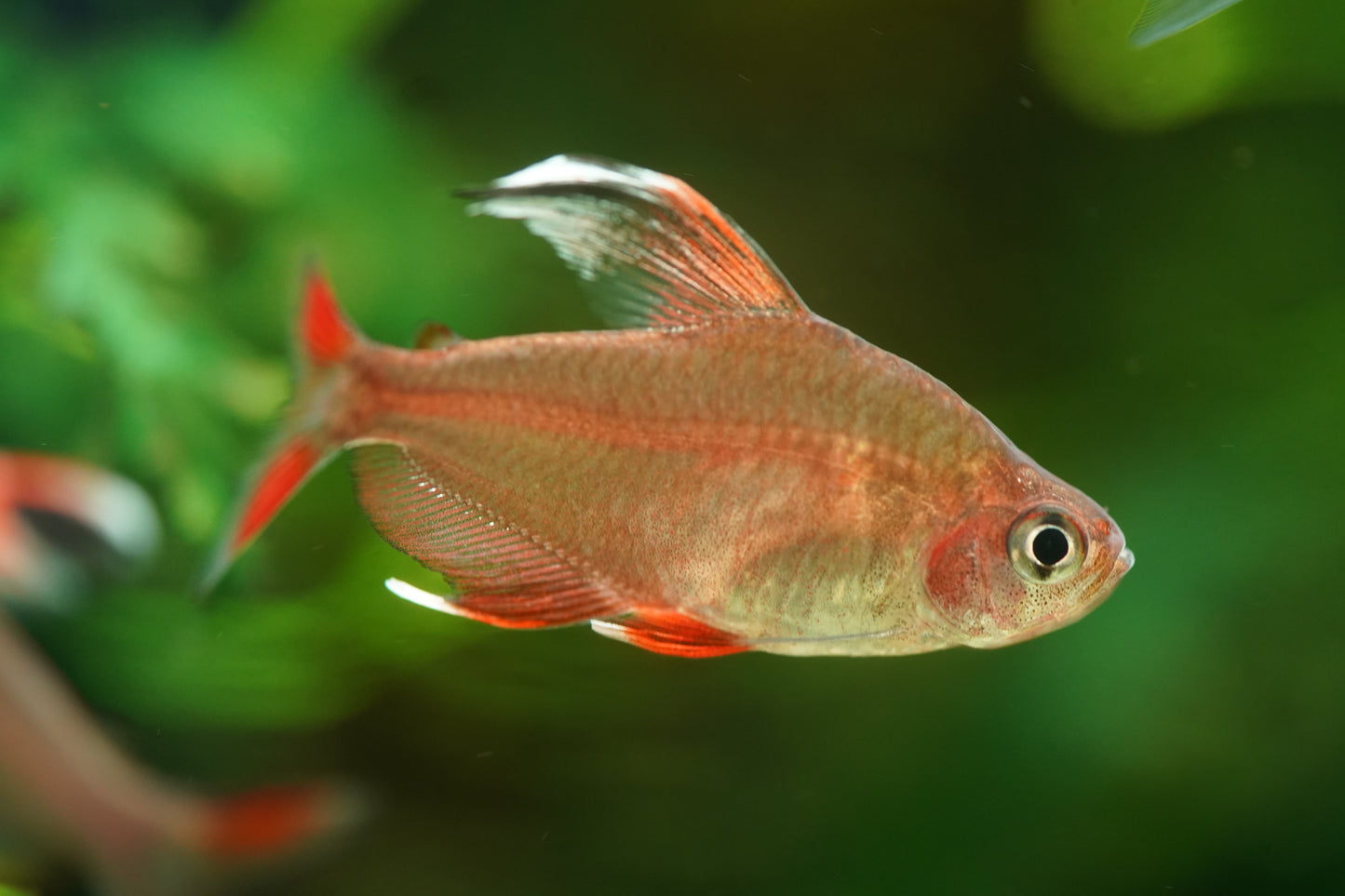 White Fin Ornate Tetra