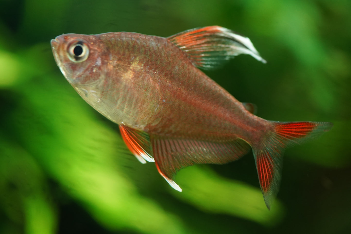 White Fin Ornate Tetra