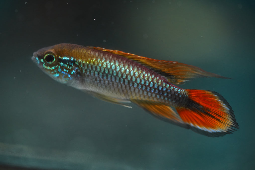 Apistogramma Agassizii