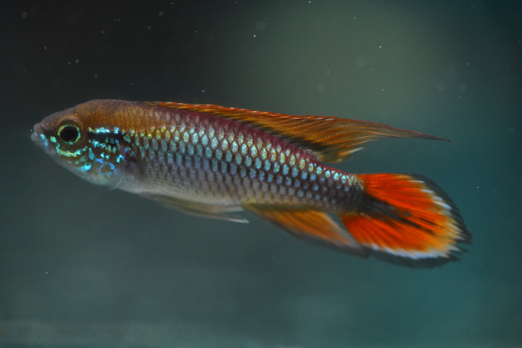 Apistogramma Agassizii