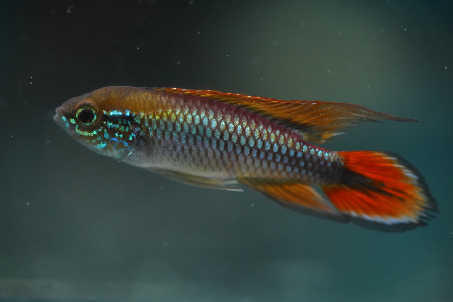 Apistogramma Agassizi