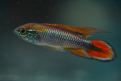 Apistogramma Agassizi