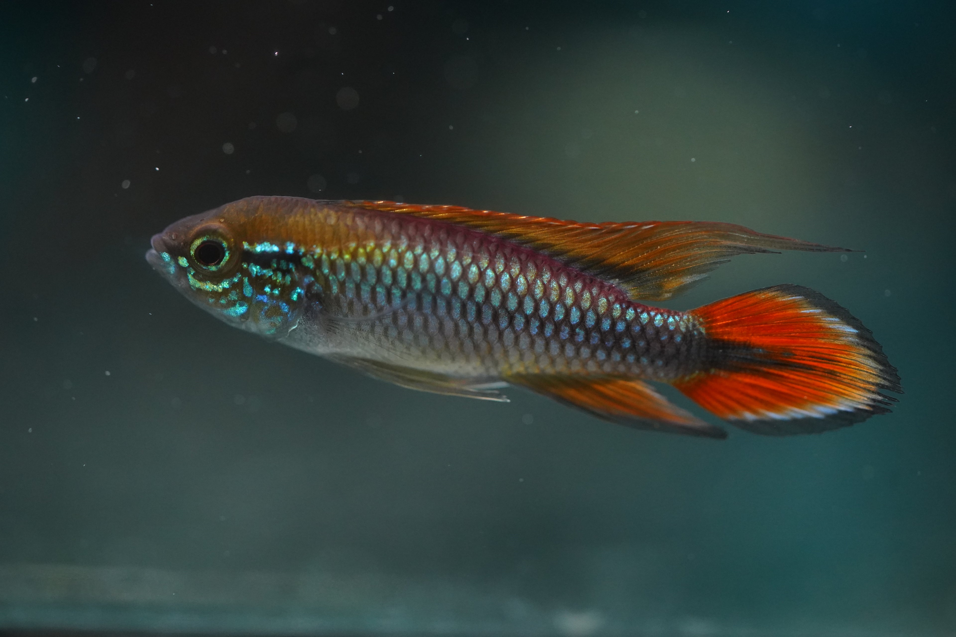 Apistogramma Agassizii