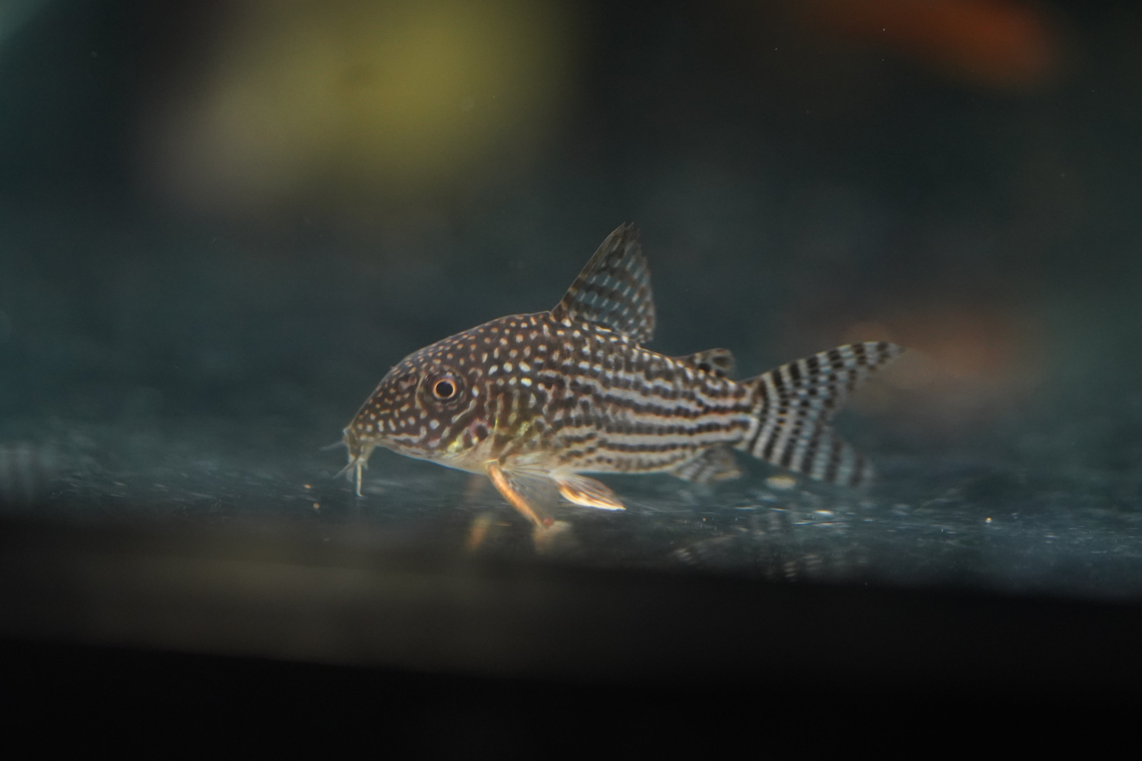 Sterbai Corydora