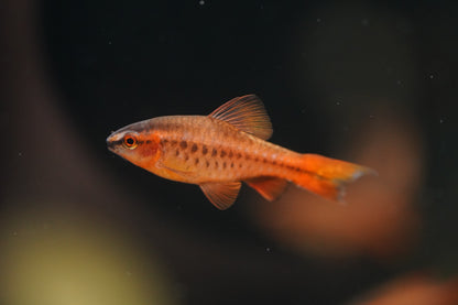 Cherry Barb