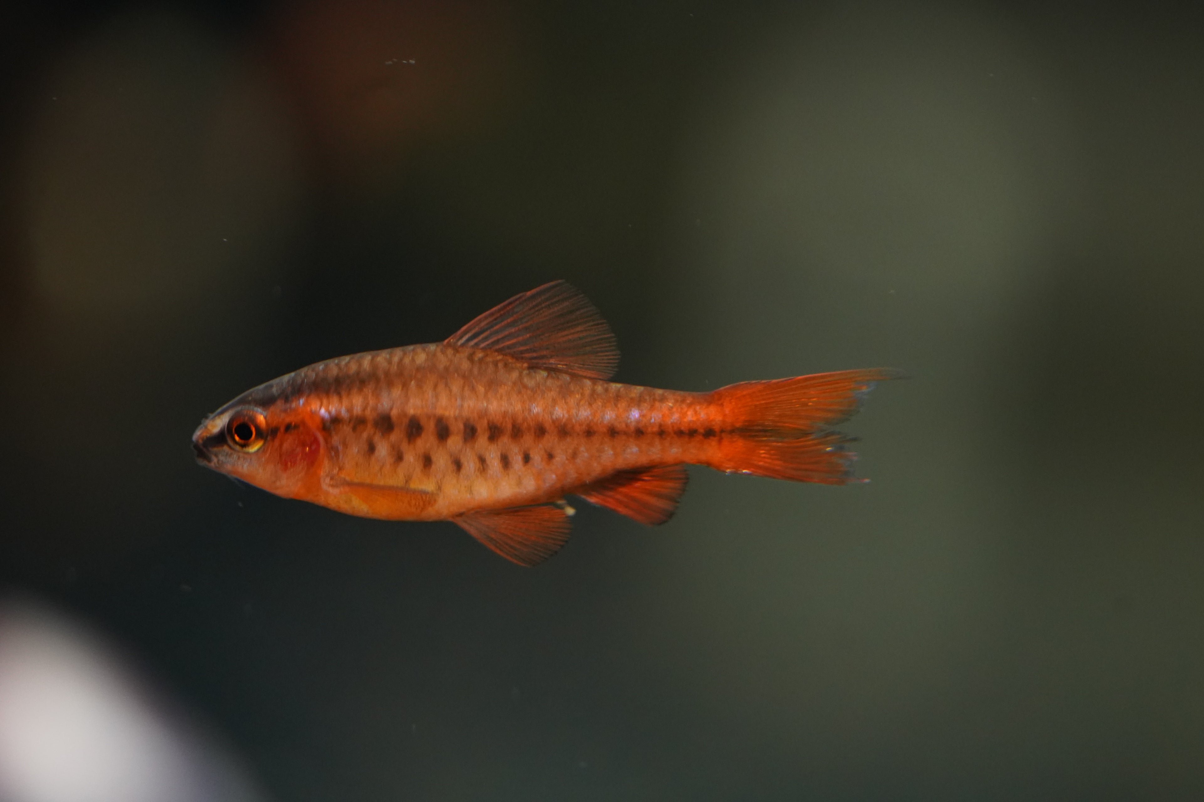 Cherry Barb