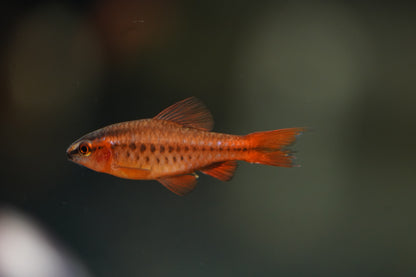 Cherry Barb