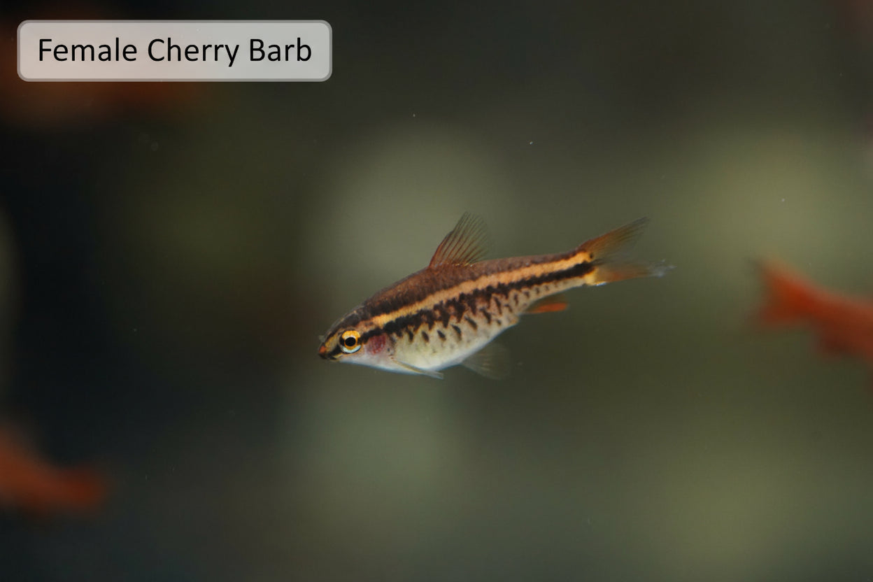 Cherry Barb