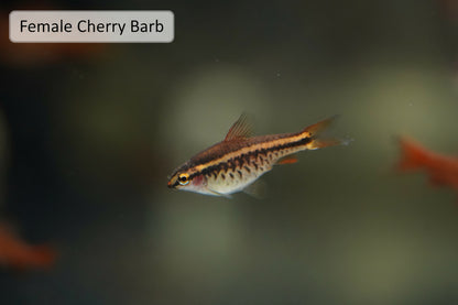 Cherry Barb