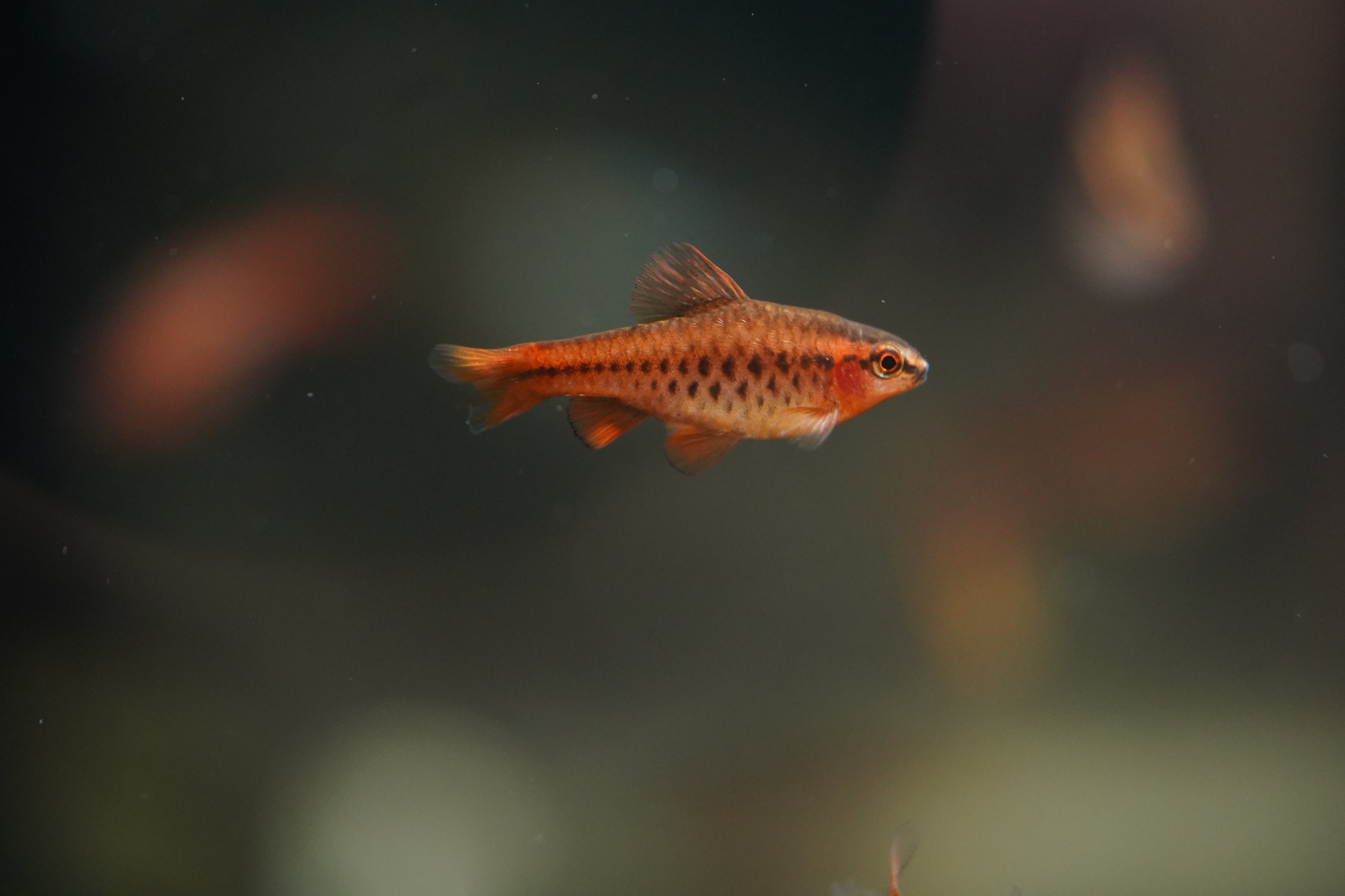 Cherry Barb