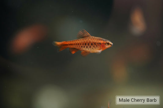 Cherry Barb