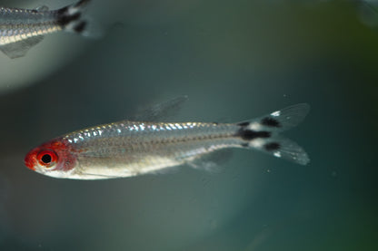 Platinum Rummynose Tetra