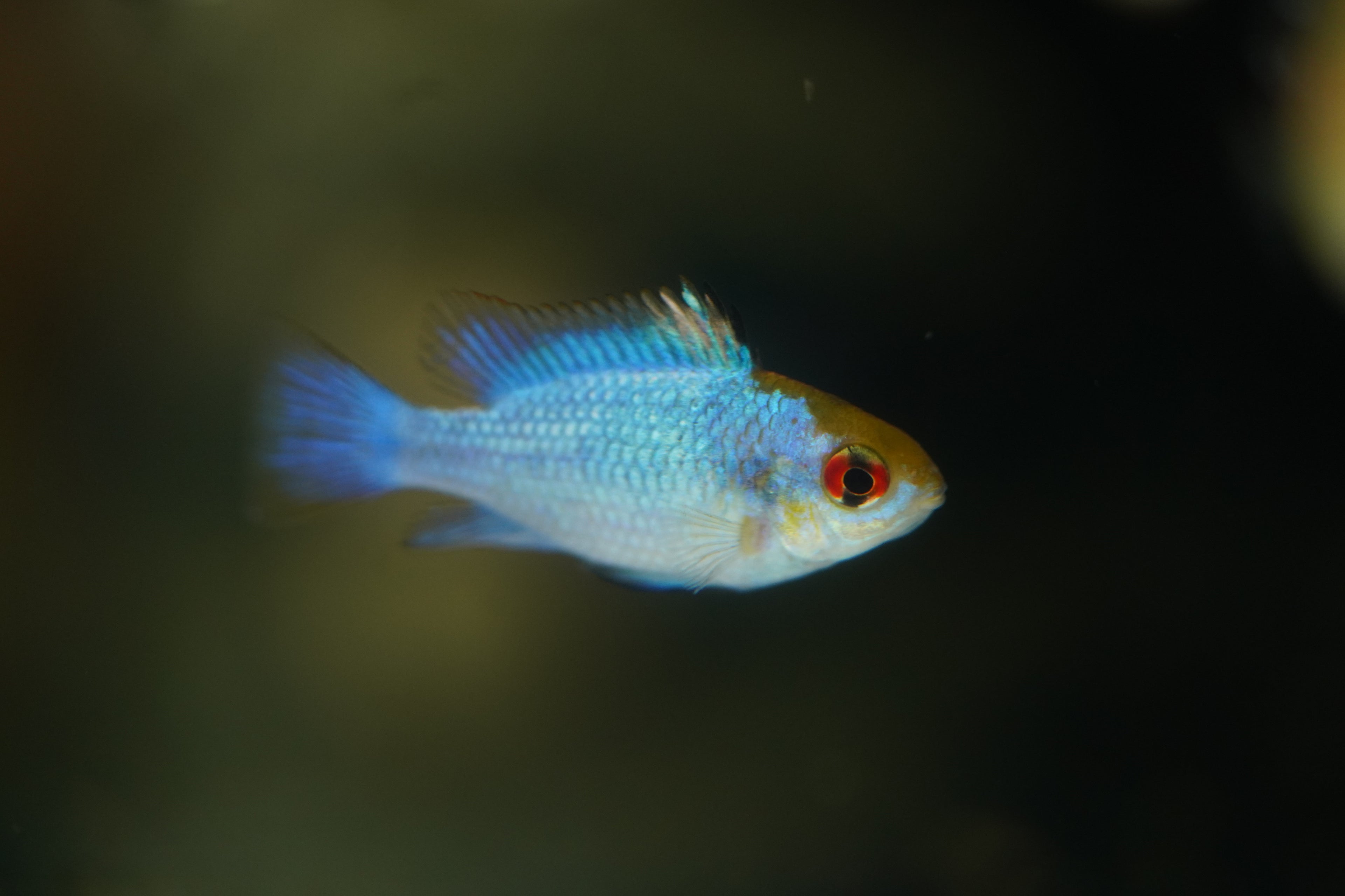 Electric German Blue Rams