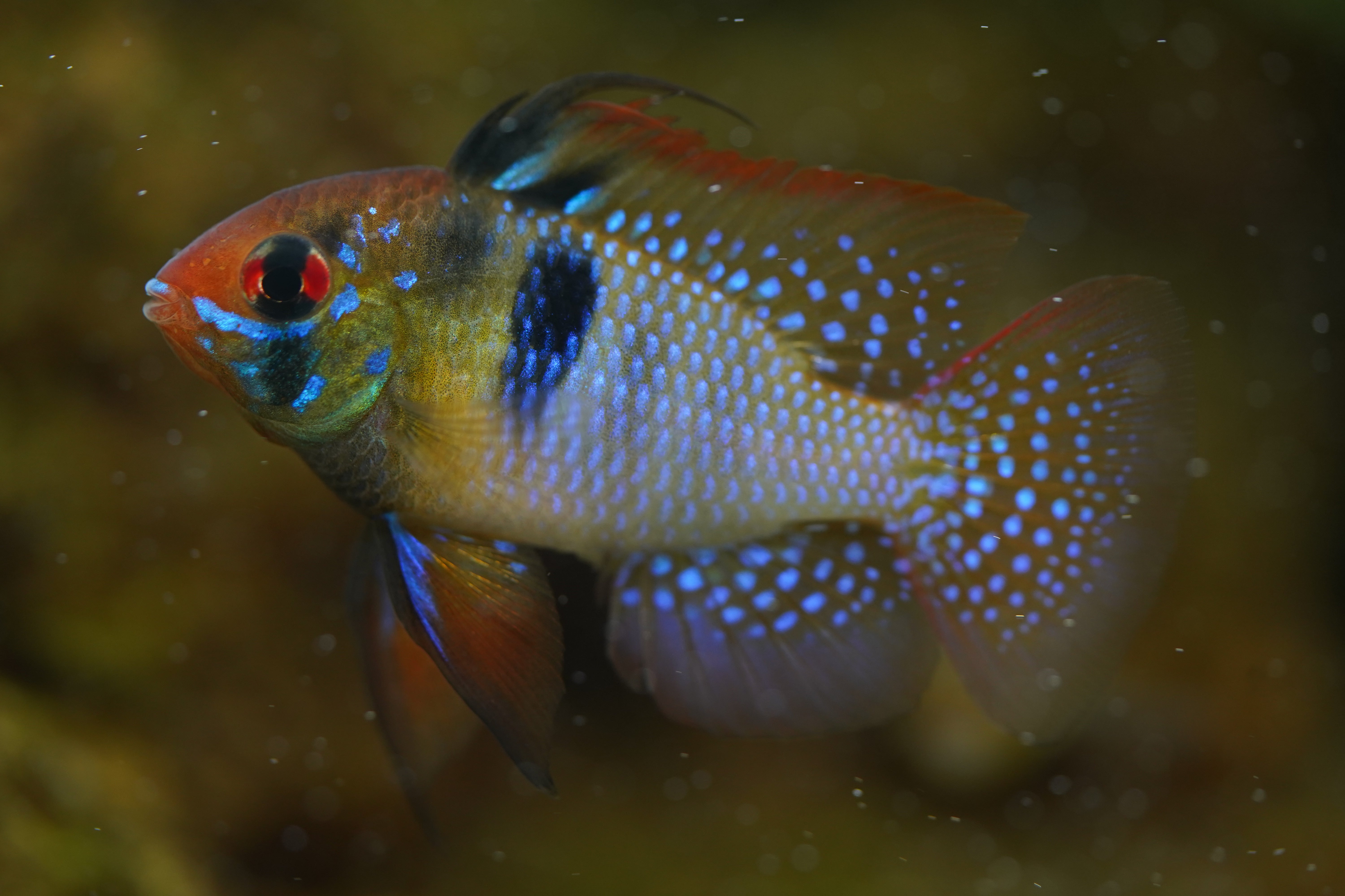 Blue Ram German Strain – Newtown Aquarium AU
