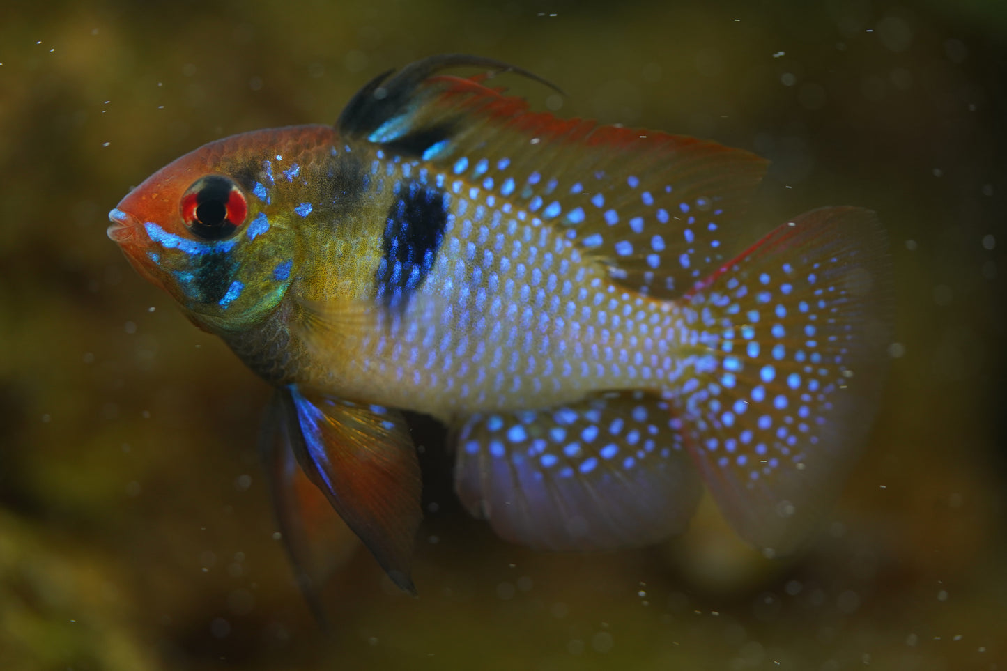 Blue Ram German Strain