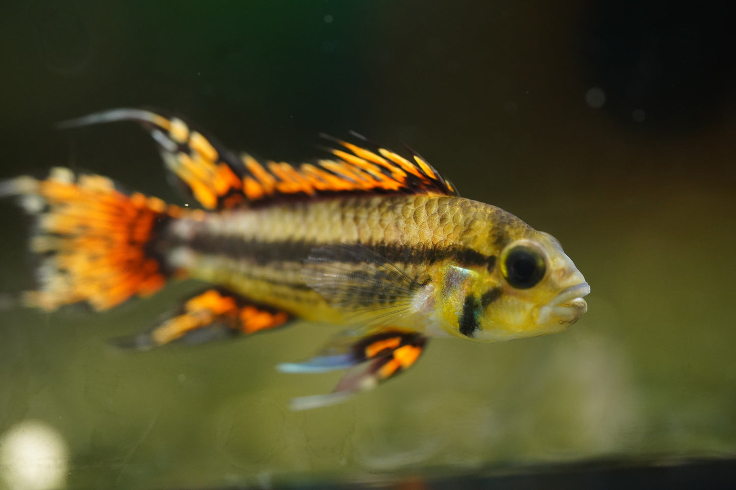 Apistogramma Cacatuoides Super Red