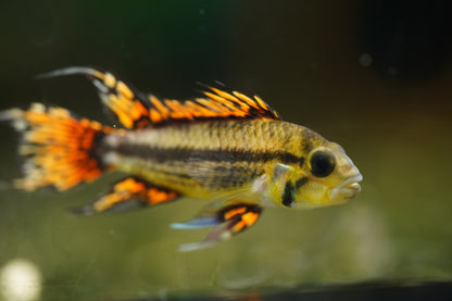 Apistogramma Cacatuoides Super Red