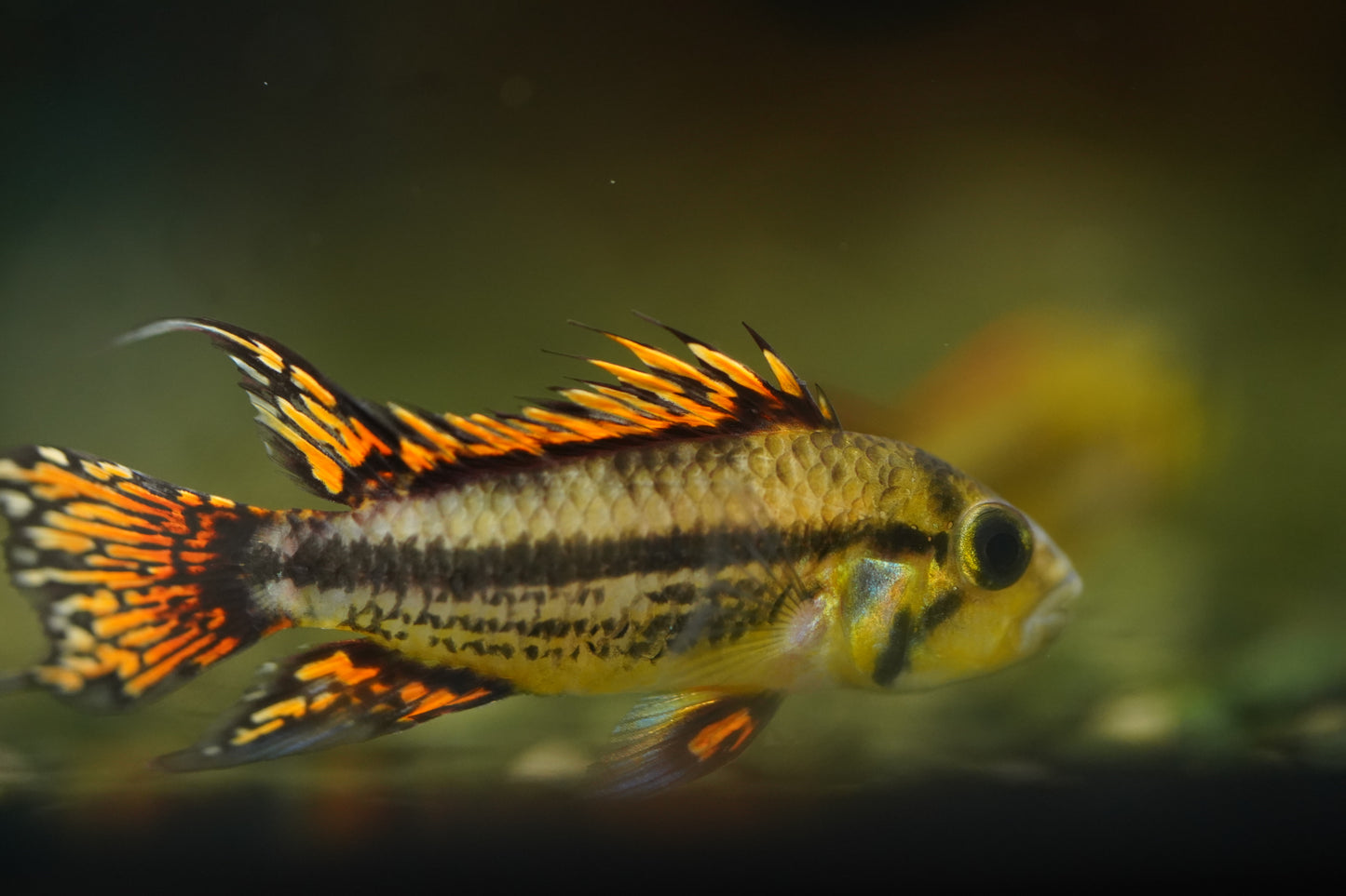 Apistogramma Cacatuoides Super Red