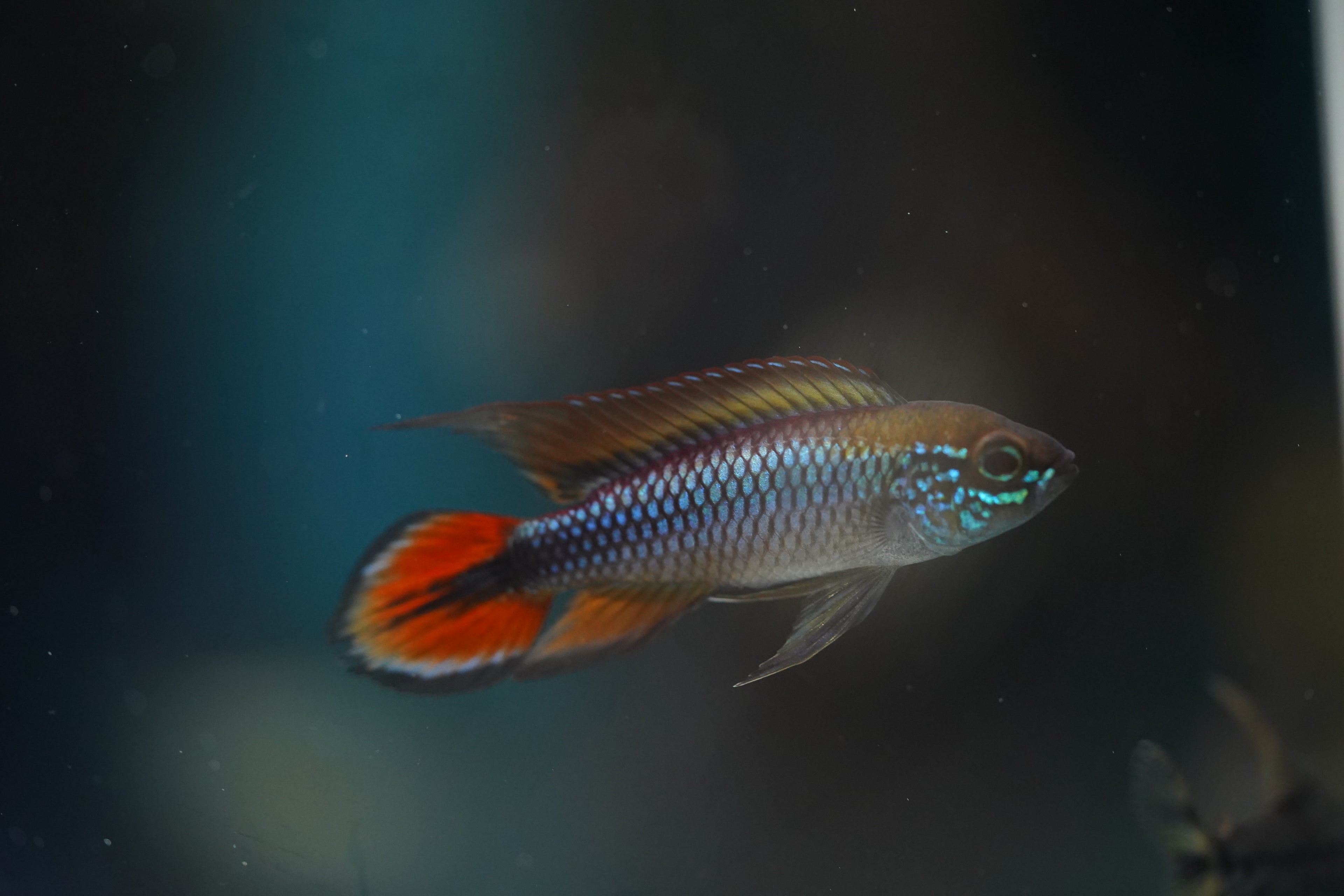 Apistogramma Agassizii