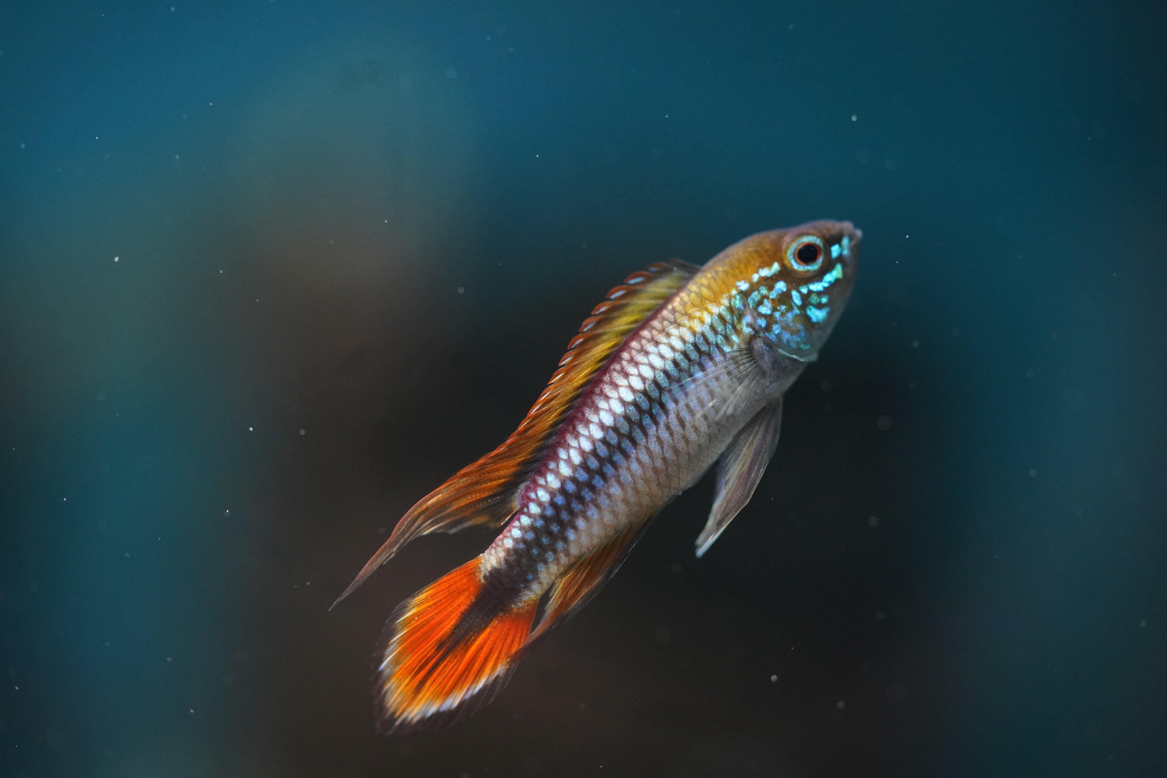 Apistogramma Agassizi Double Red