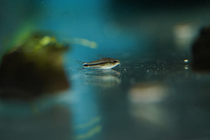 Pygmy Corydora