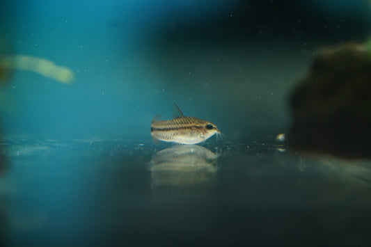 Pygmy Corydora