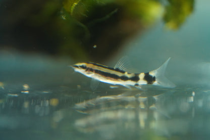 Dwarf Chain Loach
