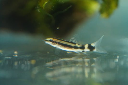 Dwarf Chain Loach